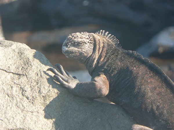 163- Iguane 